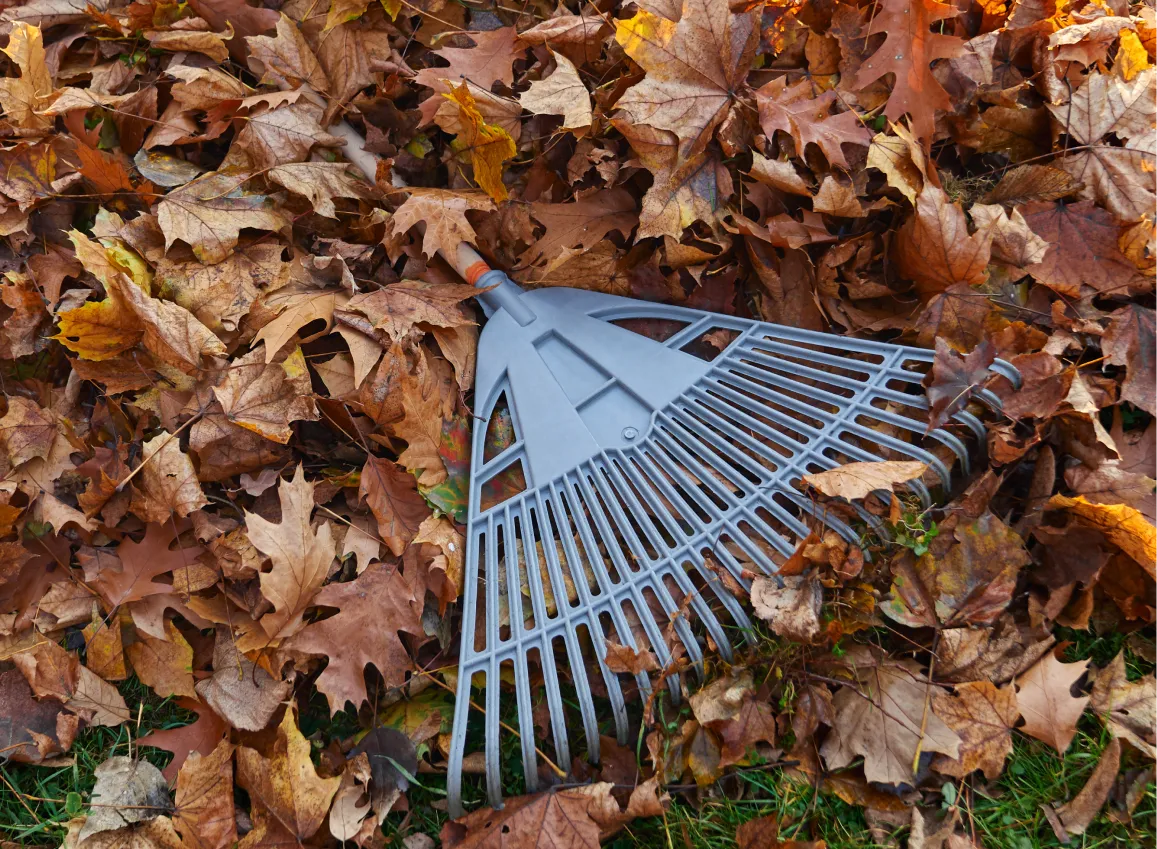 Fall & Spring Cleanups